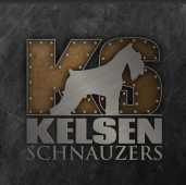 Canil Kelsen - Schnauzer